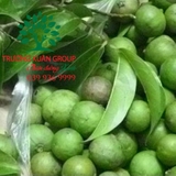 CÂY SẤU