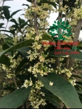CÂY HOA MỘC HƯƠNG