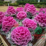 Hoa Bắp Cải