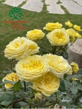 HOA HỒNG