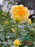 HOA HỒNG