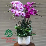 Hoa Lan