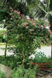 HOA TƯỜNG VI