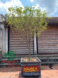CÂY HOA MỘC HƯƠNG