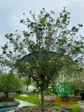 CÂY HOA MỘC HƯƠNG