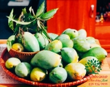 Cây Xoài