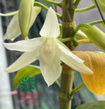 Hoa Lan