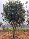 CÂY HOA HẢI ĐƯỜNG