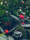 CÂY HOA HẢI ĐƯỜNG