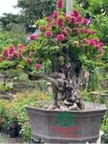 Hoa Giấy