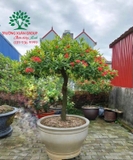CÂY HOA MẪU ĐƠN TA (TRUYỀN THỐNG)