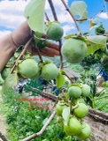 CÂY HỒNG GIÒN