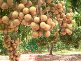Cây Nhãn