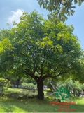 Cây Lộc Vừng