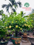 CÂY HOA MẪU ĐƠN TA (TRUYỀN THỐNG)