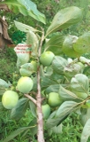 CÂY HỒNG GIÒN