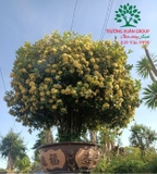 CÂY HOA MẪU ĐƠN TA (TRUYỀN THỐNG)