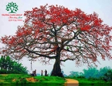 CÂY GẠO