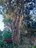 Cây Trứng Gà