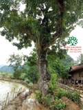 Cây Lộc Vừng