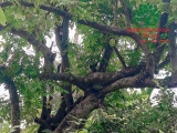 Cây Khế
