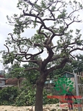 Cây Chay