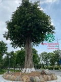 Cây Đa