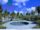 CÂY DỪA
