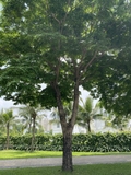 Cây Giáng Hương