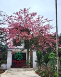 Cây Mỹ Nhân