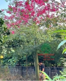 Cây Mỹ Nhân