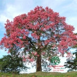 Cây Mỹ Nhân