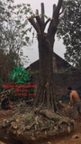 CÂY THỊ