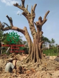 Cây Vú Sữa