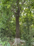 Cây Xà Cừ