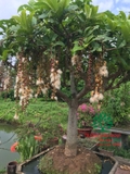 Cây Lộc Vừng