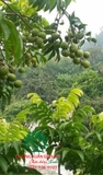 CÂY SẤU