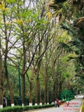 CÂY OSAKA HOA VÀNG