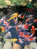 Hồ cá Koi 49