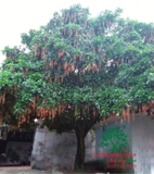 Cây Lộc Vừng
