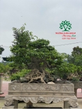Bonsai 88