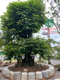 CÂY THỊ