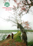 CÂY GẠO