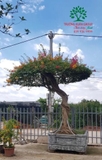 Hoa Giấy
