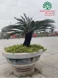 CÂY THIÊN TUẾ