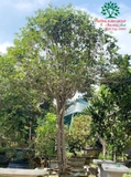 CÂY HOA MỘC HƯƠNG