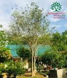 CÂY HOA MỘC HƯƠNG