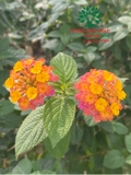 HOA CẨM TÚ CẦU