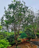 CÂY HOA MỘC HƯƠNG