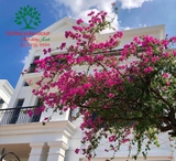 Hoa Giấy